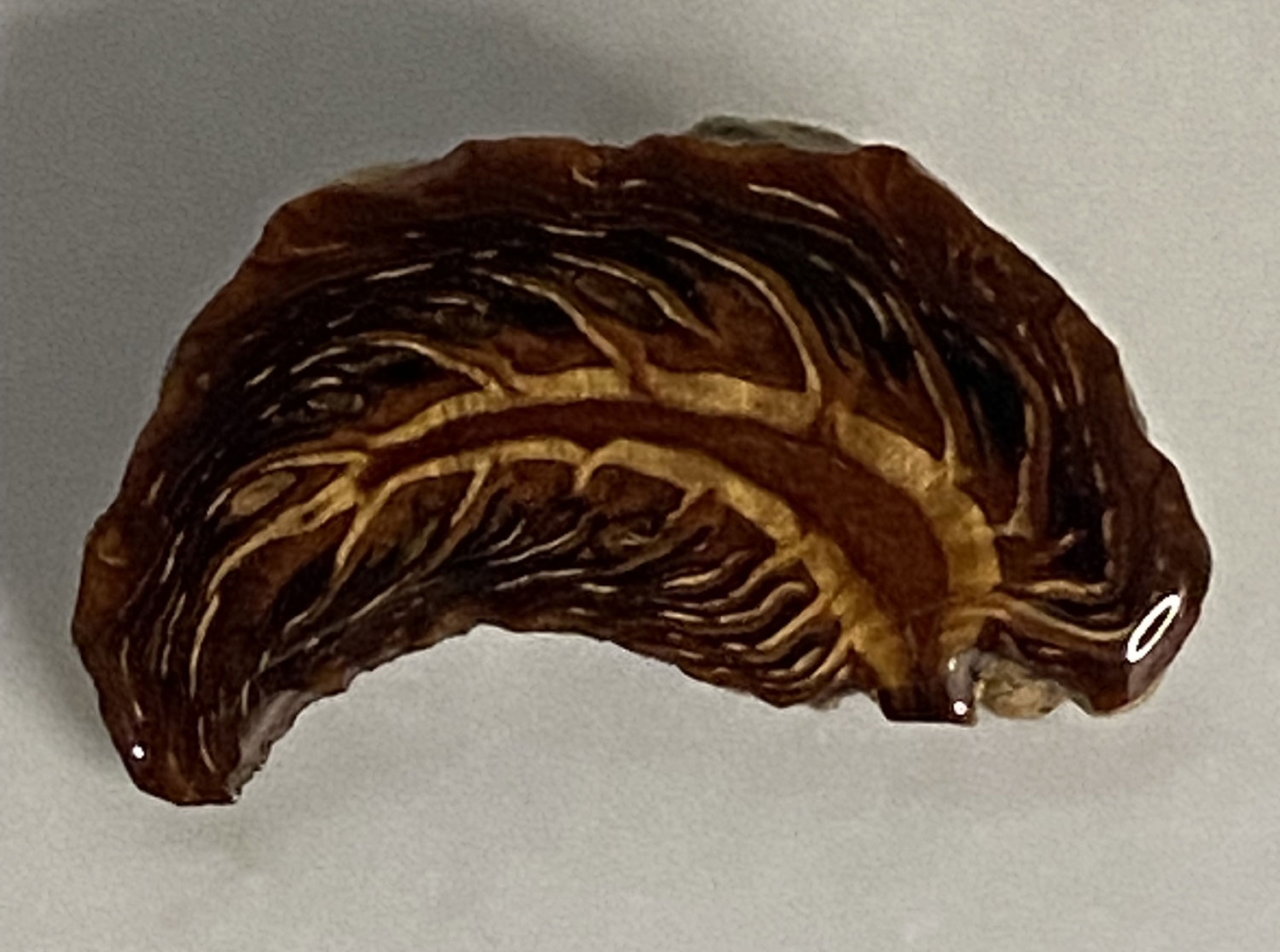 Pre-loved sliced pine cone brooch